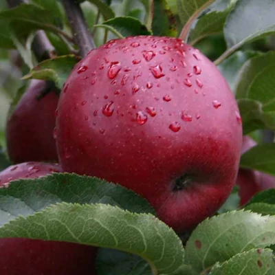 'Red Jonaprince' (syn.:'Wilton's® Red Jonaprince', 'Red Prince', 'Wilton's Red', 'Wilton's') almafa