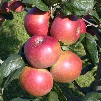 Starline® 'Red River' (syn.:'Delcoti', 'Villandry') oszlopos almafa