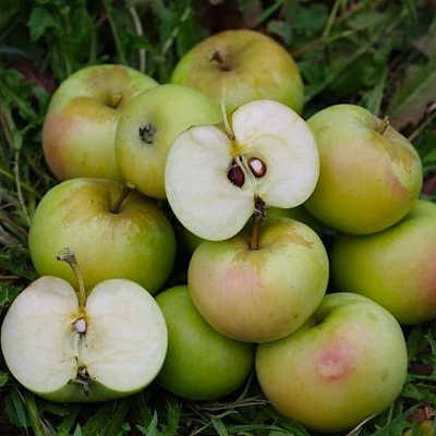 'Reinette de Champagne' (syn.: 'Champagne', 'Glas Apfel', 'Loskrieger', 'Reinette Blanche de Champagne', 'Reinette de France', 'Reinette de Versailles', 'Renet de Champagne', 'Weisse Versailler Reinette', 'Zwiebelapfel' stb.) almafa (koros konténeres)