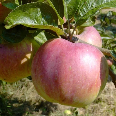 'Rosmerta' rezisztens almafa