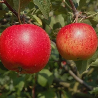 'Rubinola®' rezisztens almafa