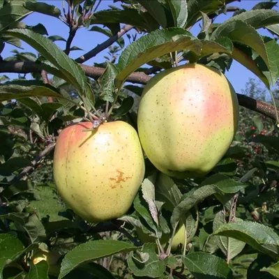 'Sárga szépvirágú' (syn.: 'Belle fleur', 'Téli citromalma', 'Jelova', 'Csörgő alma') régi almafajta