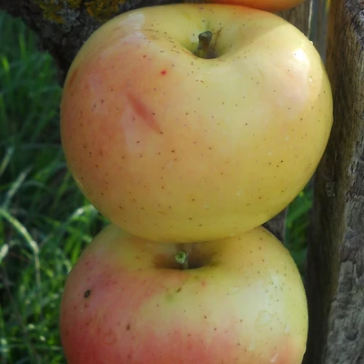 'Téli banánalma' (syn.: 'Winter Banana', 'Flory', 'Flory Banana') almafa