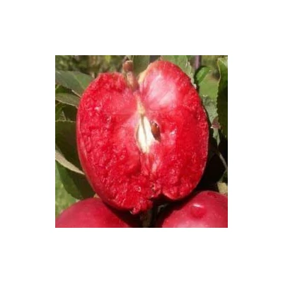 'Weirouge' almafa (konténeres)