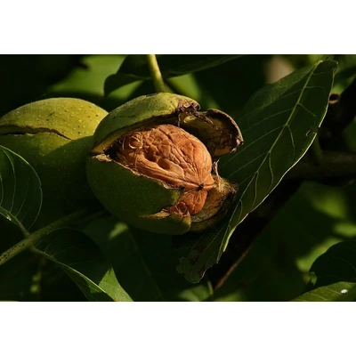 'Alsószentiváni 117' dió - Extra méretű koros dió