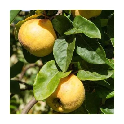 'Ludovic' birsfa (öntermékeny) (koros konténeres)