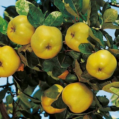 'Triumph' birsfa (öntermékeny)