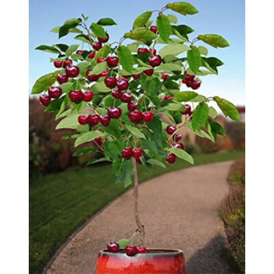 'Dwarf Cherry' törpe cseresznyefa