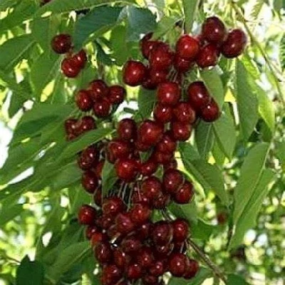 'Helena' (syn.: 'Helene') cseresznyefa (oszlopos) (konténeres)