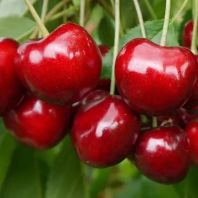 'Red Pacific'® cseresznyefa (konténeres) - Gisela6 alanyon