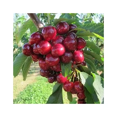 'Royal Helen'® cseresznyefa (konténeres) - sajmeggy alanyon