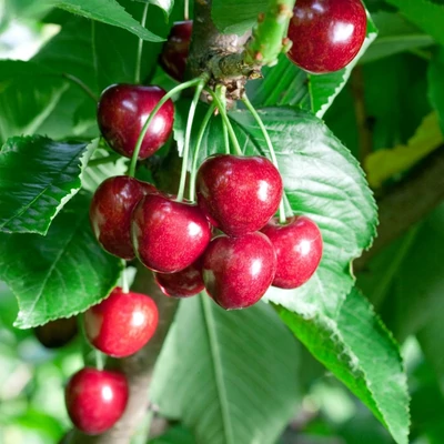 'Summit' cseresznyefa (konténeres)