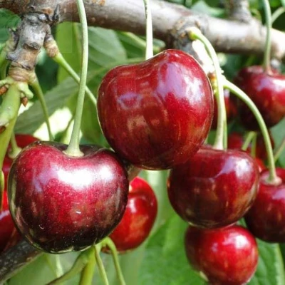 'Techlovan' cseresznye 