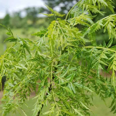 Juglans nigra 'Laciniata' – Fekete dió