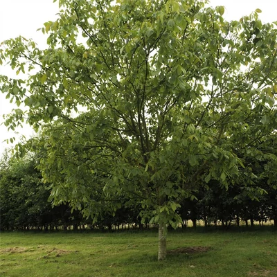 Juglans nigra x regia 'MJ209' diófa (konténeres)