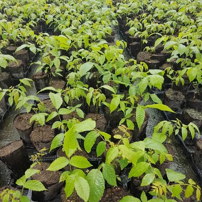 Juglans nigra x regia 'NG23' diófa (konténeres)