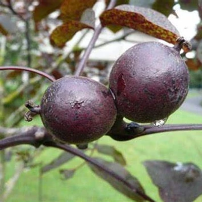 'Purpurea' diófa (konténeres)