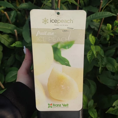 'Gel0' ('Fruit Me® Ice peach') – Törpe, balkon fehér őszibarackfa, öntermékeny