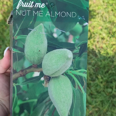 'Avijor' (Fruit Me® 'Nut me Almond') – Törpe, balkon, öntermékeny mandulafa