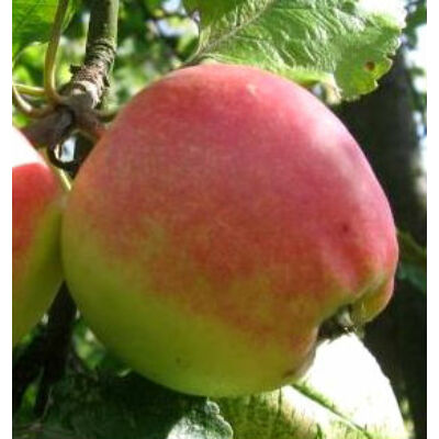 'Jászvadóka' (citromalma) régi magyar almafajta