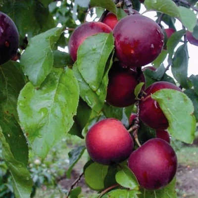 'Aprikyra' (syn.: 'Aprikora') rezisztens cseresznyekajszifa (öntermékeny)