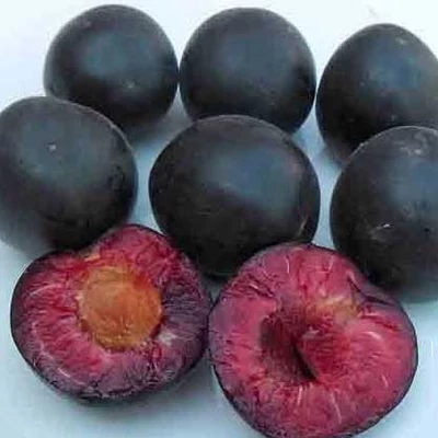 'Aprisali®' ringlókajszifa (fiatal konténeres csemete) - mirabolán alanyon