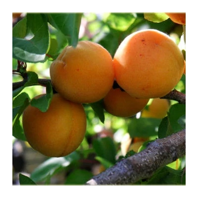 'Early Orange' kajszibarackfa (extra méretű koros)