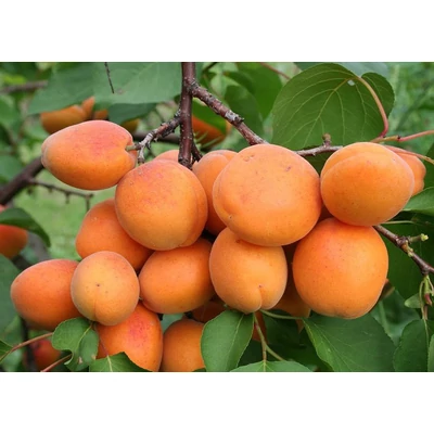 'Hargrand' (syn.: 'Har Grand') rezisztens kajszibarackfa