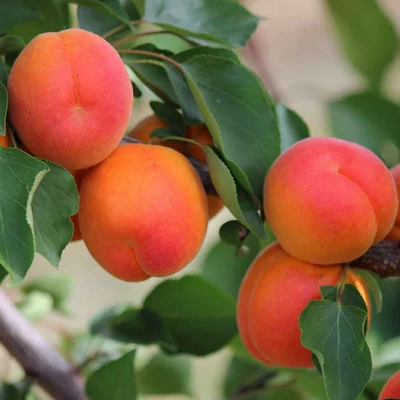 'Kioto' (syn.: 'Kyoto') kajszibarack mirabolán alanyon