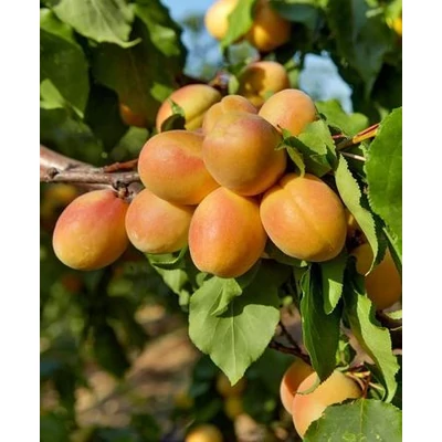 'Kuresia®' rezisztens kajszibarackfa mirabolán alanyon