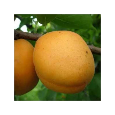 'Sirena' kajszibarackfa (mirabolán alanyon)