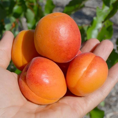 'Spring Blush' kajszi mirabolán alanyon