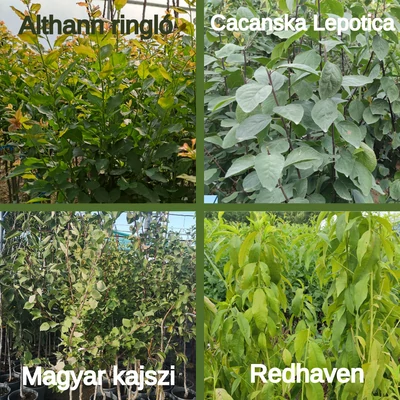 Kombinált gyümölcsfa: Althann ringló+ Redhaven + Magyar kajszi + Cacanska Lepotica
