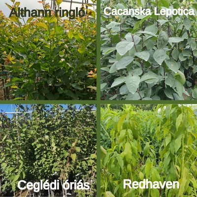 Kombinált gyümölcsfa: Ceglédi óriás + Althann ringló + Redhaven + Cacanska Lepotica