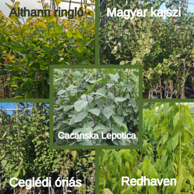 Kombinált gyümölcsfa: Ceglédi óriás + Althann ringló + Redhaven + Magyar kajszi + Cacanska Lepotica