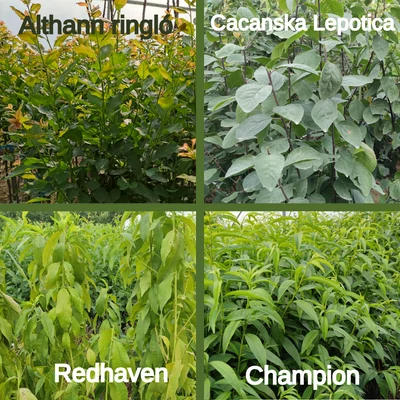 Kombinált gyümölcsfa: Champion + Althann ringló + Redhaven + Cacanska Lepotica