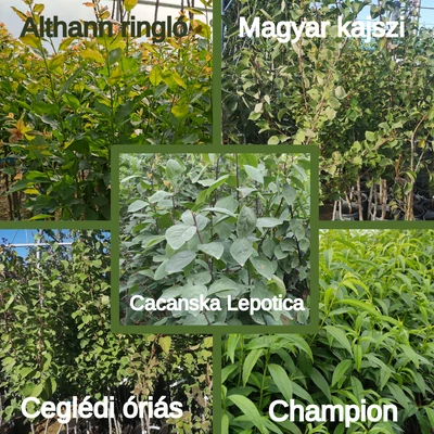 Kombinált gyümölcsfa: Champion + Ceglédi óriás + Althann ringló + Magyar kajszi + Cacanska Lepotica