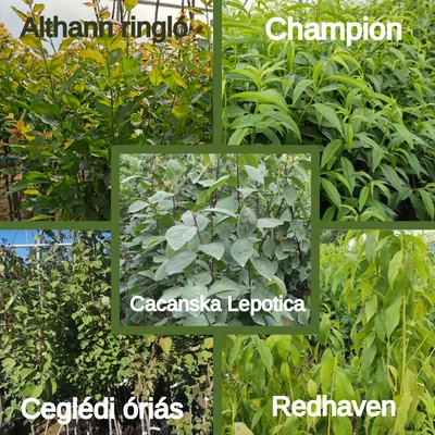 Kombinált gyümölcsfa: Champion + Ceglédi óriás + Althann ringló + Redhaven + Cacanska Lepotica