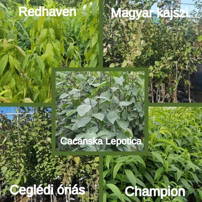 Kombinált gyümölcsfa: Champion + Ceglédi óriás + Redhaven + Magyar kajszi + Cacanska Lepotica 