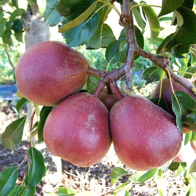 'Cascade' (syn.: 'Lombacad') körtefa