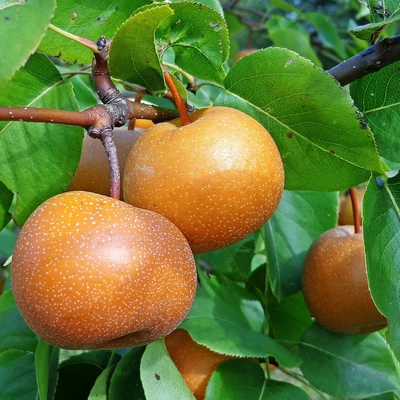 'Chojuro' japán körtefa (extra méretű koros)