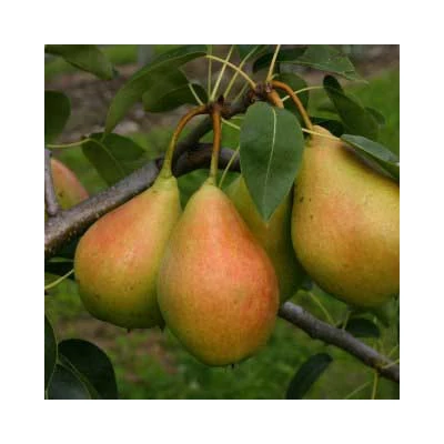 'Dessertnaja' körtefa (koros konténeres)