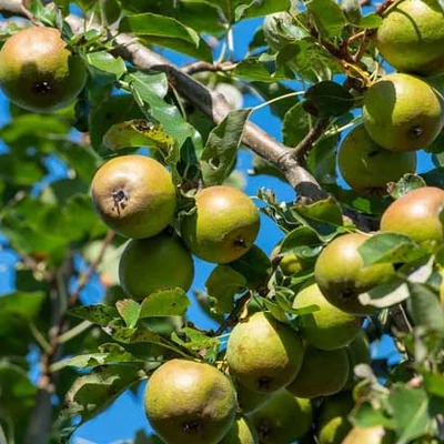 'Grüne Jagdbirne' (syn.: 'Metzer Bratbirne', 'Carisi') körtefa (koros konténeres)