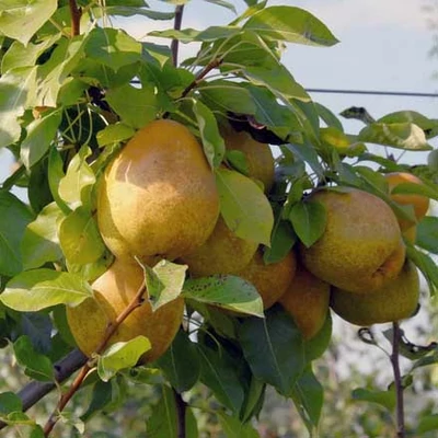'Köstliche von Charneux' (syn.: 'Fondante de Charneux', 'Bürgermeisterbirne', 'Legipont') körtefa (konténeres) – vadkörte alanyon
