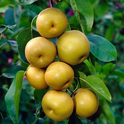 'Nashi Kumoi' japán körtefa (konténeres)