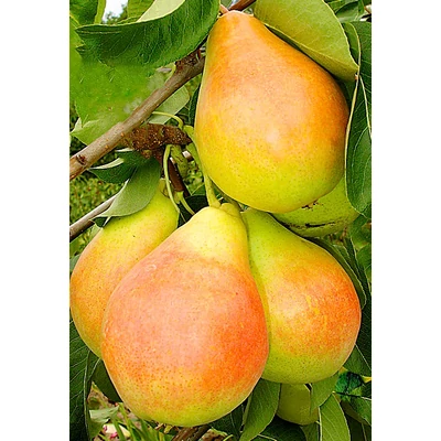 'Napoca' körte
