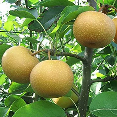 'Tama' japán körtefa (nashi) (fiatal konténeres csemete)