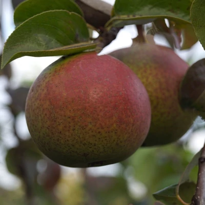 'Zoete Brederode' (syn.: 'Valse Brederode', 'Rode Brederode') körtefa (koros konténeres)