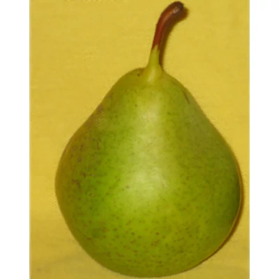 'Zöld Magdolna' (syn.: 'Madeleine', 'Grüne Magdalene', 'Citrone des Carmes', 'Jainte Madeleine', 'Glasbirne') körtefa