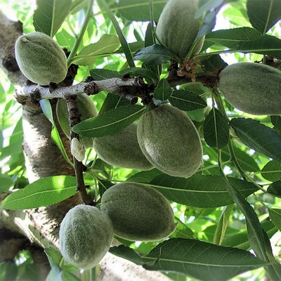 'Ferraduel' mandulafa (koros konténeres)